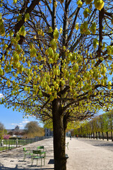 Wall Mural - Paris, France. The scenery with chairs in the Tuileries Garden. April 7, 2021.