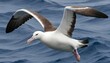 An Albatross With Its Wings Folded Back Ready To