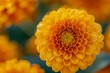 © pisan - Vibrant Close-up of a Yellow Chrysanthemum Bloom with Soft Bokeh Background for Nature and Gardening Themes