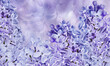 Floral spring background. Lilac bouquet of  flowers  petals. Close-up. Nature. Lilac bunch.
