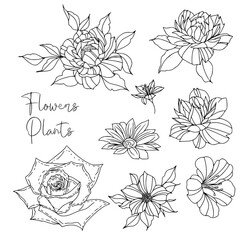 Wall Mural - set of flowers. Outline Floral Botany. flower vector drawings. Black and white floral line art on transparent backgrounds. Hand Drawn Botanical Illustrations.Vector.
