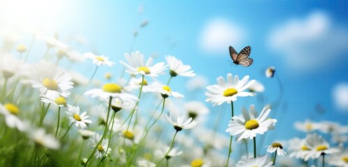 Wall Mural - Field of white cosmos flowers and butterfly in nature in the rays of sunlight, butterfly in morning fog in nature close-up large scale, Beautiful wildflowers chamomile