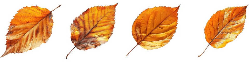 Wall Mural - set of autumn leaves isolated on transparent background