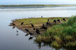 flock of black vultures along water