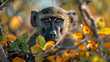 wildlife photography, authentic photo of a baboon in natural habitat, taken with telephoto lenses, for relaxing animal wallpaper and more