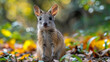 wildlife photography, authentic photo of a bandicoot in natural habitat, taken with telephoto lenses, for relaxing animal wallpaper and more