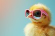 Cute little chick wearing sunglasses