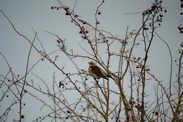 Wall Mural - a fieldfare (Turdus pilaris) perched high in winter bushes