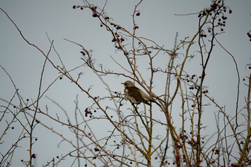 Wall Mural - a fieldfare (Turdus pilaris) perched high in winter bushes