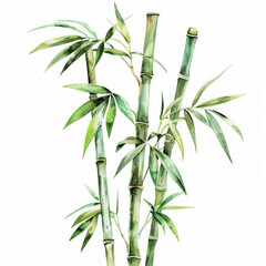 Sticker - Watercolor illustration of bamboo stems with leaves on a white background, suitable for botanic-themed designs and text space for eco-friendly concepts