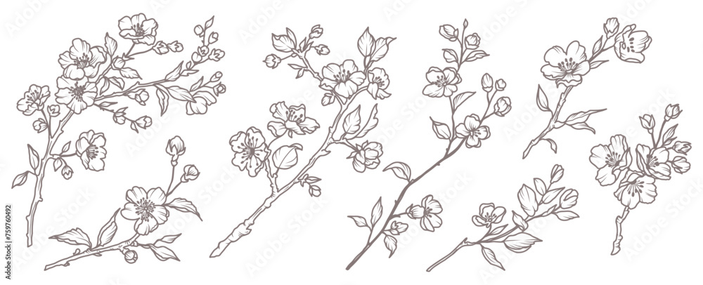 Spring set of flowering branches. Hand drawn Sakura branch with flowers ...