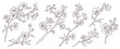 Spring set of flowering branches. Hand drawn Sakura branch with flowers in line art style. Vector minimal botanical isolated illustration in black color