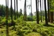 Wald,  Forst,  Waldlandschaft, Naturverjüngung