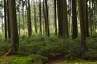 Wald,  Forst,  Waldlandschaft, Naturverjüngung