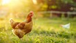 Generative AI : Hen with chickens outdoors on a pasture in the sun