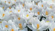 Generative AI : Crocus Iridaceae. Iris Family. White crocuses field flowers. Early Spring time background.
