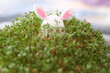 happy easter, rabbit and cress