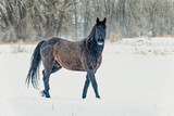 Fototapeta  - Wild Wyoming Mustang standing in a tree line in winter