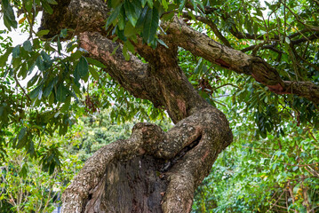 Wall Mural - Close-up of an old ancient banyan tree trunk