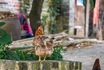 Close-up of big rooster free range in rural area