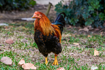 Wall Mural - Close-up of big rooster free range in rural area