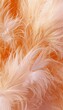 Soft Feather Texture Close-Up Peach Tones