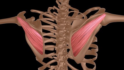 human female muscle anatomy for medical concept 3d rendering