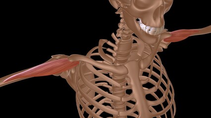 human female muscle anatomy for medical concept 3d rendering