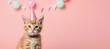 Adorable gray kitten with party hat and pink bow tie on pink