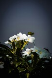 Fototapeta Panele - white flowers