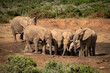 Herd of African bush elephants at watering hole in Addo Elephant National Park, Gqeberha (Port Elizabeth), South Africa 