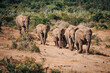 African bush elephants in Addo National Park, Gqeberha, (Port Elizabeth) South Africa 