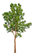 Poster - tree image dicut and removed original background, PNG transparent 