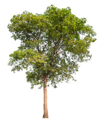 Poster - tree image dicut and removed original background, PNG transparent 