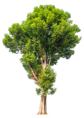 Poster - tree image dicut and removed original background, PNG transparent 
