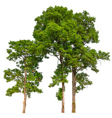 Poster - tree image dicut and removed original background, PNG transparent 