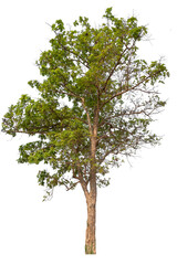 Poster - tree image dicut and removed original background, PNG transparent 