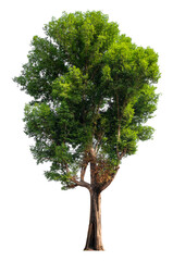 Poster - tree image dicut and removed original background, PNG transparent 