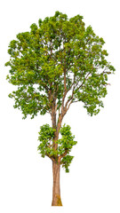 Poster - tree image dicut and removed original background, PNG transparent 