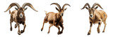 Collection of goats isolated on transparent or white background