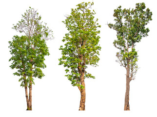 Poster - tree image dicut and removed original background, PNG transparent 