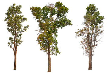 Poster - tree image dicut and removed original background, PNG transparent 