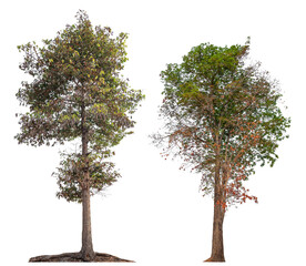 Poster - tree image dicut and removed original background, PNG transparent 
