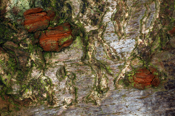 Tree trunk abstract - structural details of surface