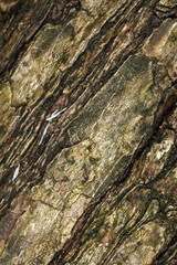 Tree trunk abstract - structural details of surface