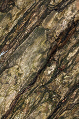 Tree trunk abstract - structural details of surface