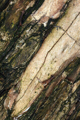 Tree trunk abstract - structural details of surface