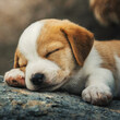 © 현 동 - 귀여운 강아지가 자는 모습