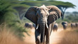 Herd of Elephants in Africa walking through the grass. A herd of wild elephants walk through the savanna, East Africa. African safari scene with animals