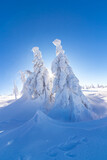 Fototapeta Na ścianę - Zimowa sceneria w Karkonoszach, zamarznięte drzewa, przy Szrenicy